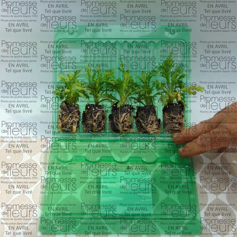 Example of Anthémis Butterfly Yellow Mini-mot Ø 3/4 cm as you get