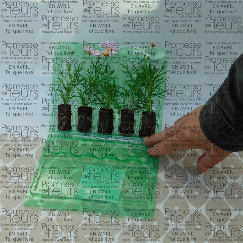 Voorbeeld van een exemplaar van Argyranthemum Daisy Crazy Summit Pink - Struikmargriet Mini-mot Ø 3/4 cm zoals geleverd