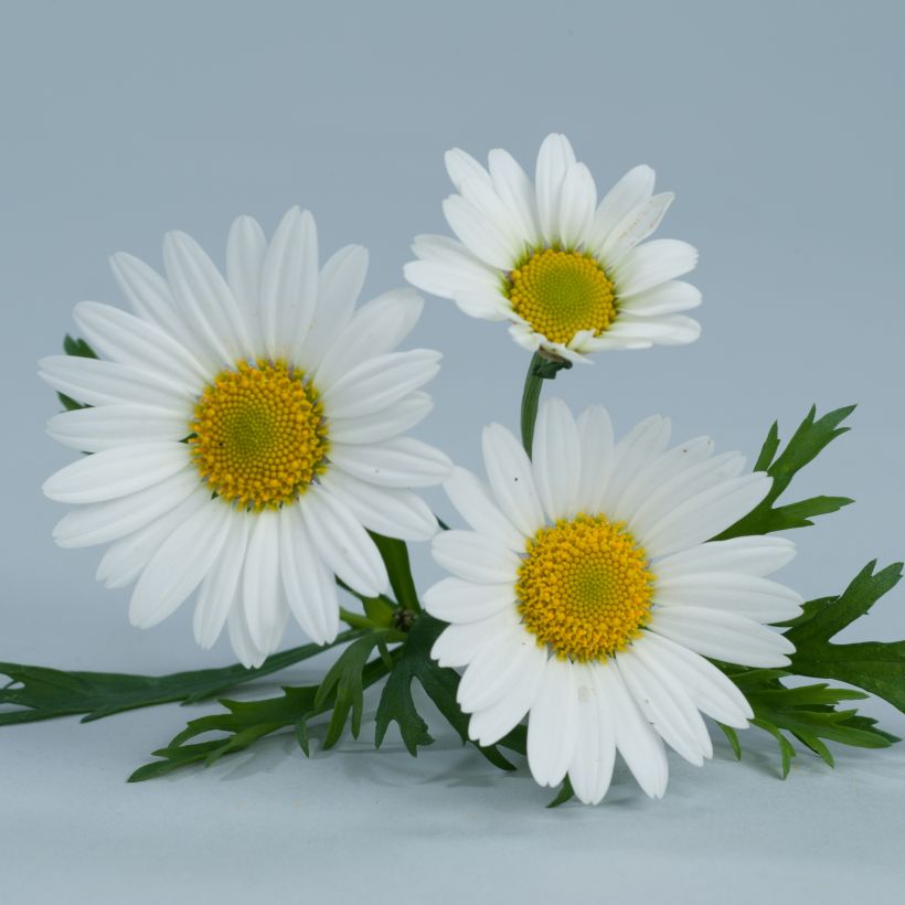 Argyranthemum frutescens Everest White - Struikmargriet wit (Flowering)