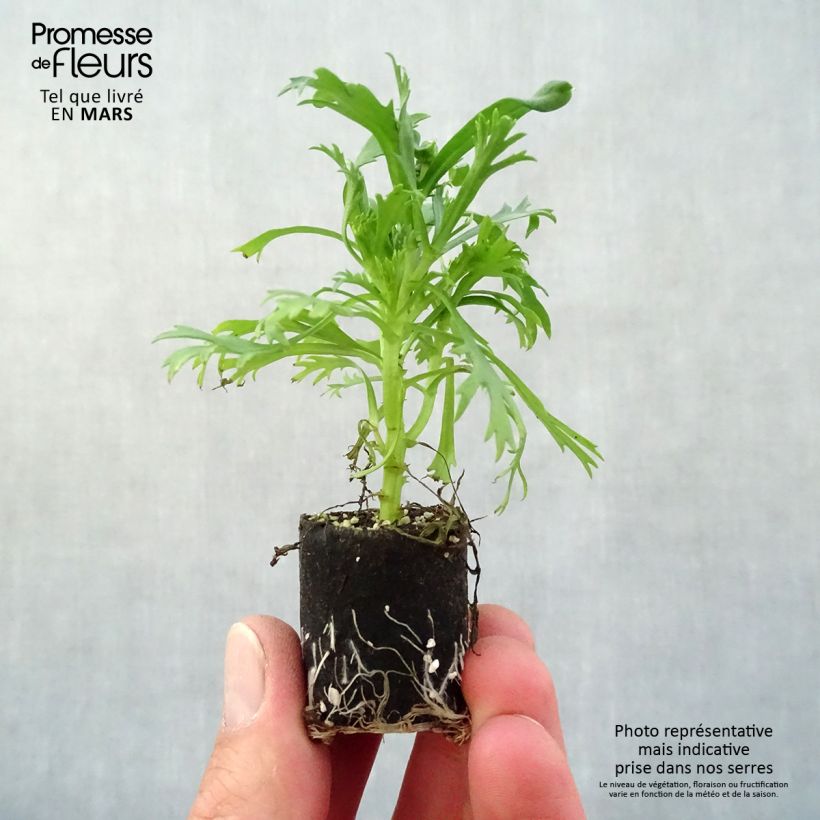 Example of Anthémis Everest blanc Mini-mot Ø 3/4 cm as you get in printemps