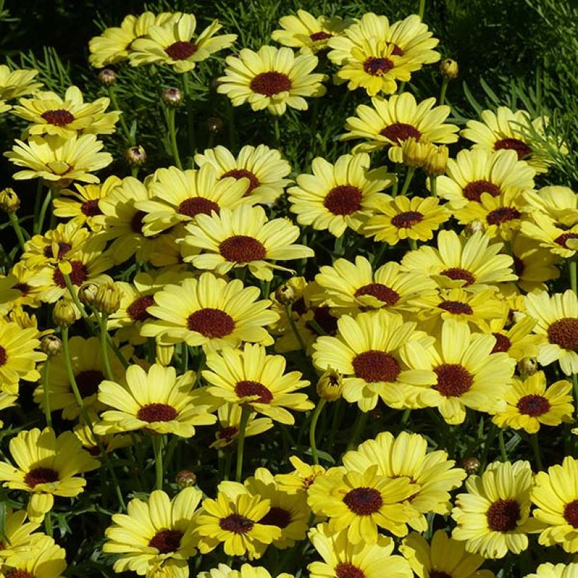 Argyranthemum Grandaisy Gold - Struikmargriet (Flowering)