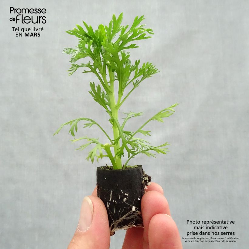 Example of Anthémis Grandaisy Pink Tourmaline Mini-mot Ø 3/4 cm as you get in printemps