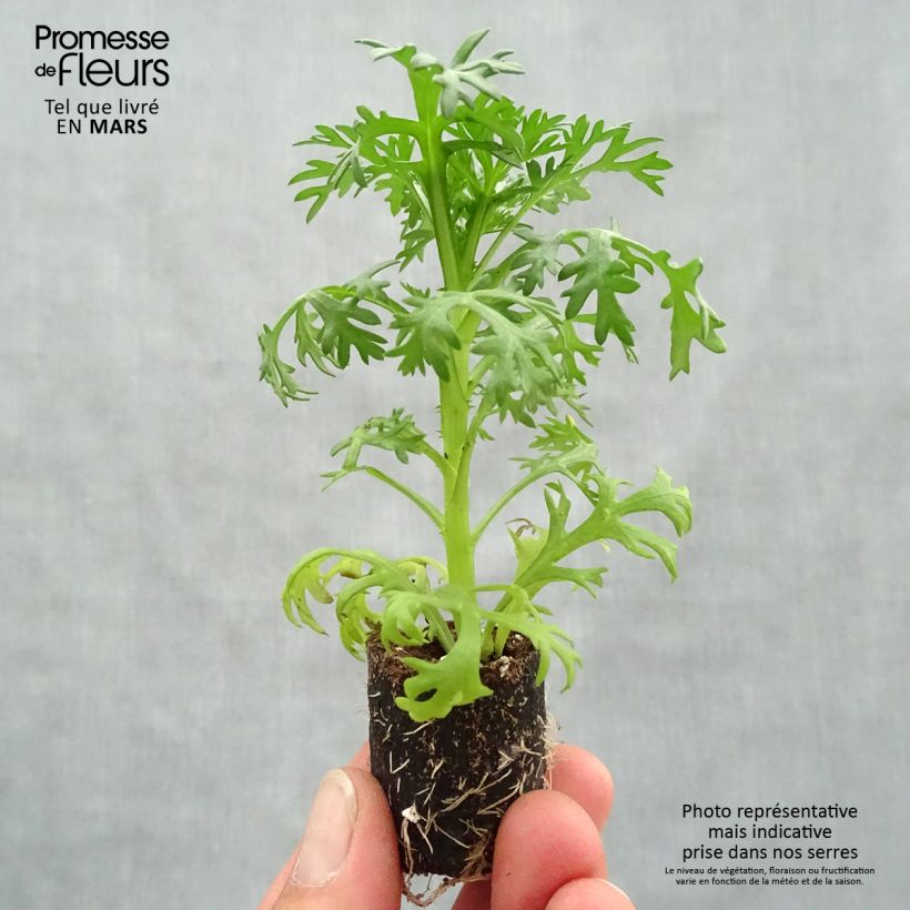 Example of Anthémis Grandaisy Ruby Mini-mot Ø 3/4 cm as you get in printemps