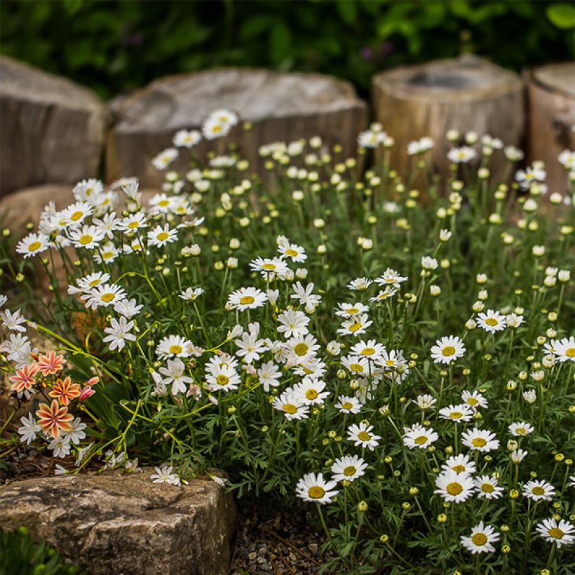 Anthemis carpatica Karpatenschnee - Schubkamille (Plant habit)