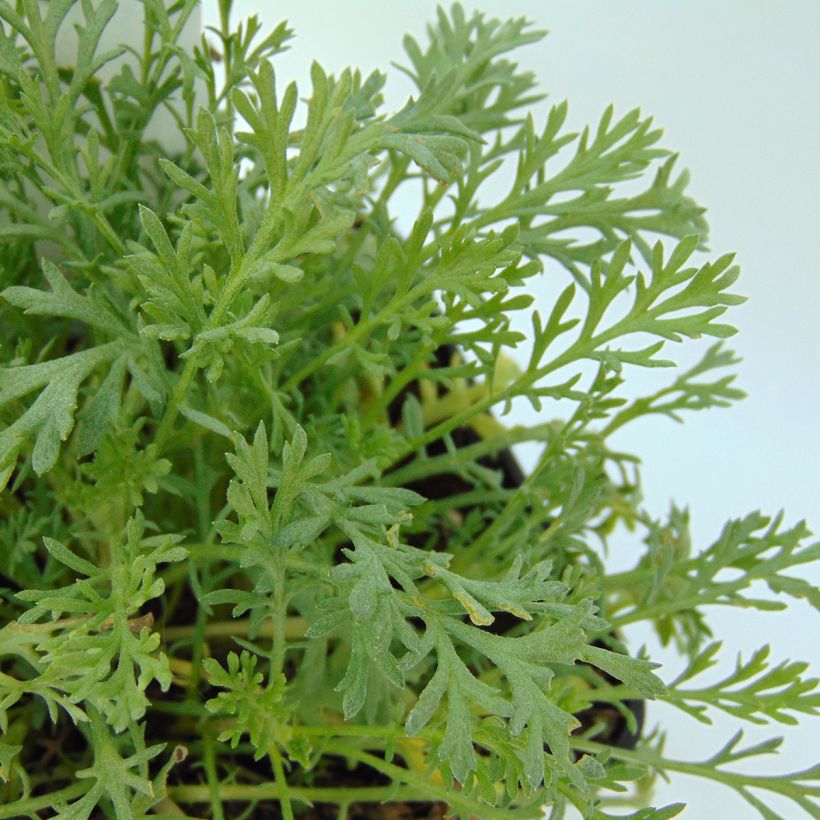 Anthemis carpatica Karpatenschnee - Schubkamille (Foliage)