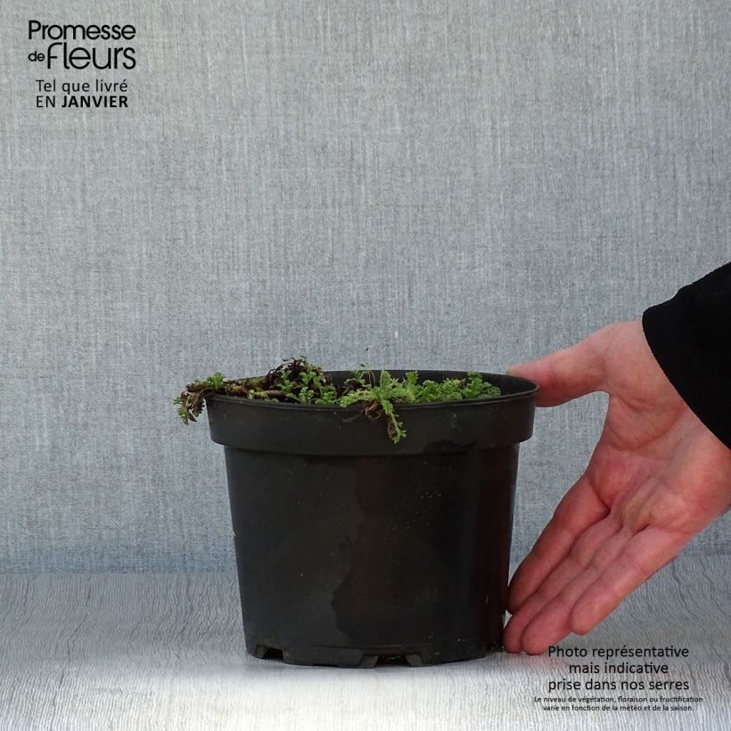 Example of Anthemis carpatica Karpatenschnee - Schubkamille Pot van 2 l/3 l as you get in hiver