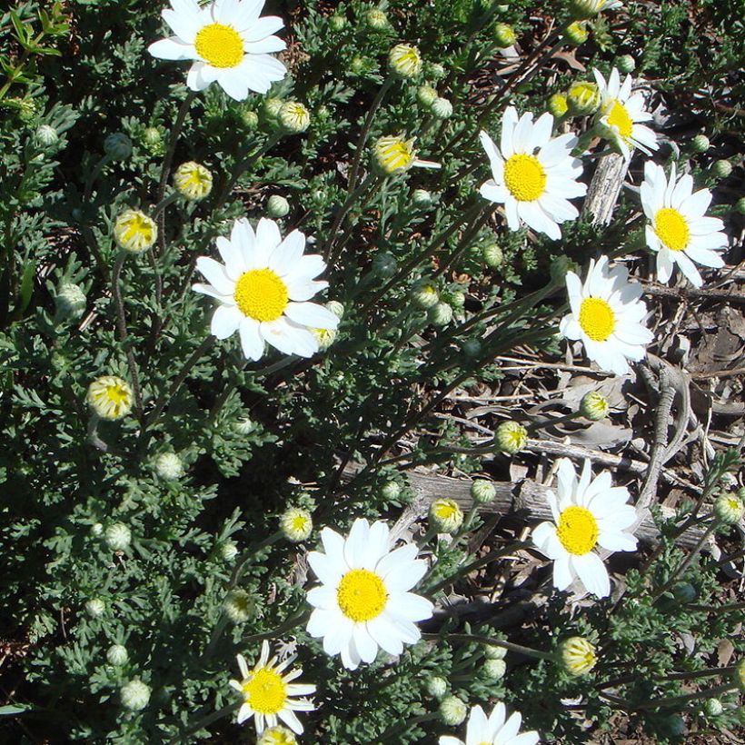 Anthemis punctata subsp. cupaniana - Schubkamille (Bloei)