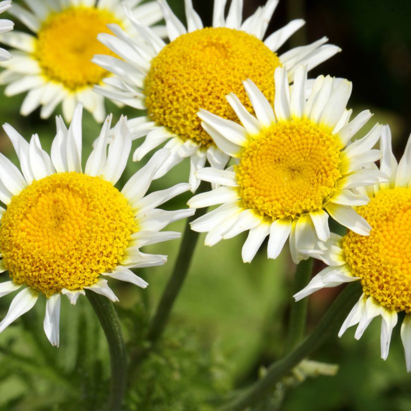 Anthemis punctata subsp. cupaniana - Schubkamille (Bloei)