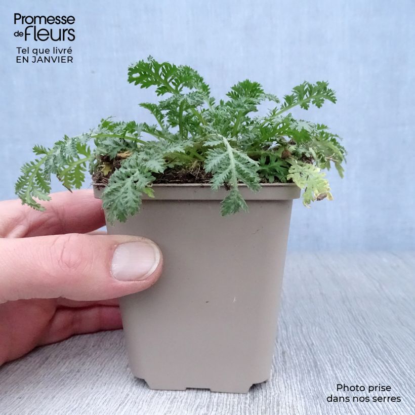 Example of Anthemis sancti-johannis - Oranje kamille Kweekpotje van 7/8 cm as you get in hiver