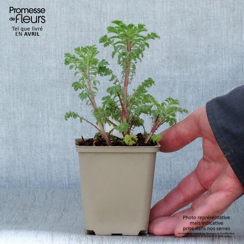 Exemplaar van Anthemis sancti-johannis - Oranje kamille Kweekpotje van 7/8 cm zoals geleverd in de lente