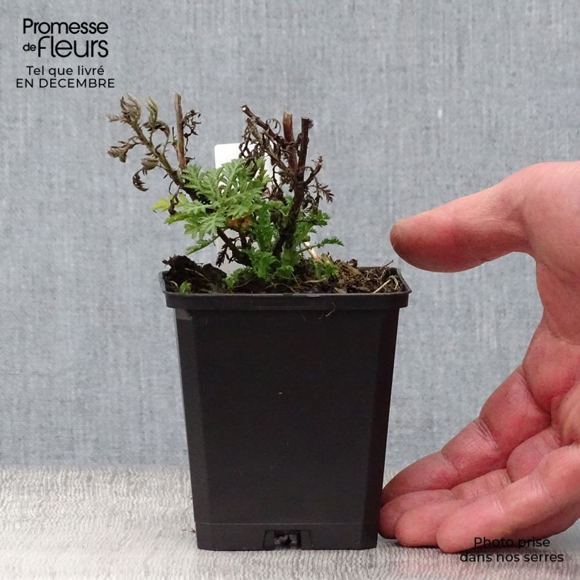 Example of Anthemis tinctoria E.C. Buxton - Fausse Camomille Kweekpotje van 8/9 cm as you get in hiver