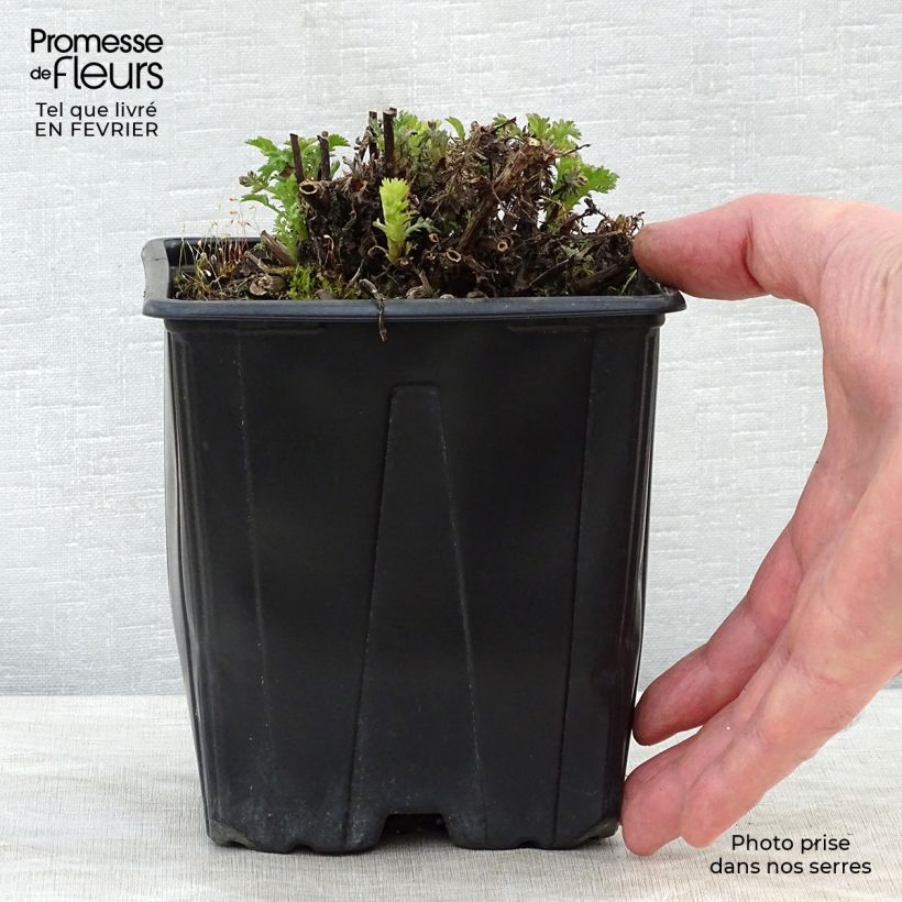 Example of Anthemis tinctoria E.C. Buxton - Fausse Camomille Pot van 2 l/3 l as you get in hiver