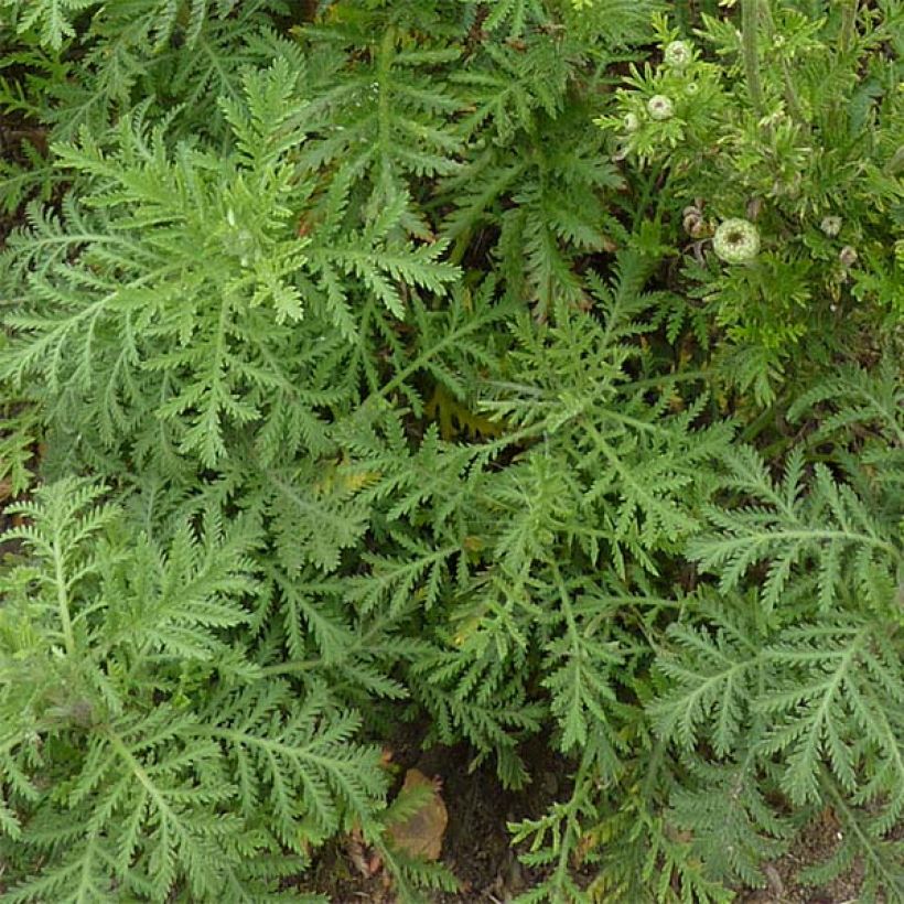 Anthemis tinctoria E.C. Buxton - Gele kamille (Foliage)