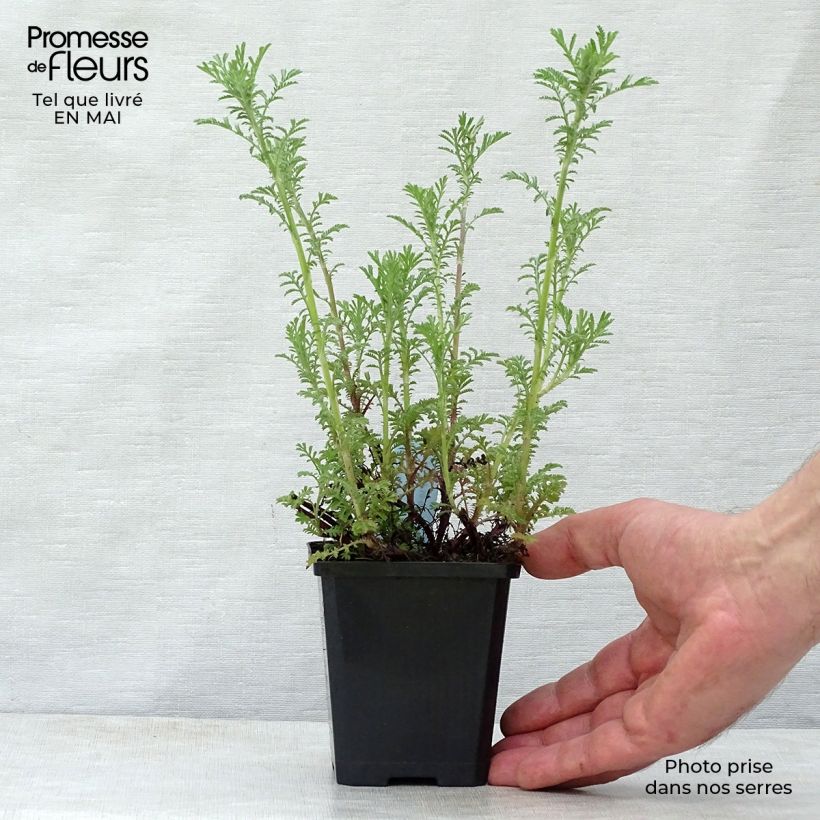 Exemplaar van Anthemis tinctoria Kelwayi - Gele kamille Kweekpotje van 8/9 cm zoals geleverd in de lente