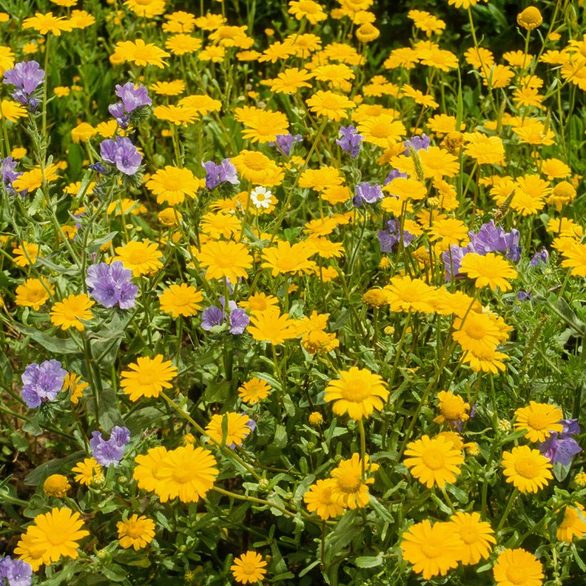 Anthemis tinctoria Kelwayi - Gele kamille (Groeiplaats)