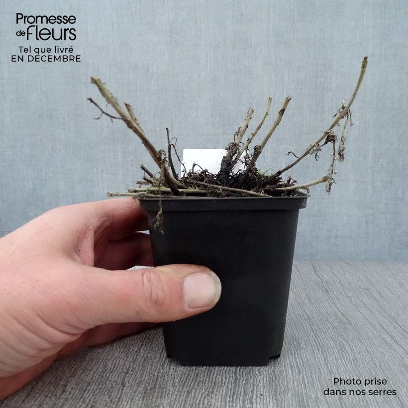 Example of Anthemis tinctoria Sauce Hollandaise - Gele kamille Kweekpotje van 8/9 cm as you get in hiver