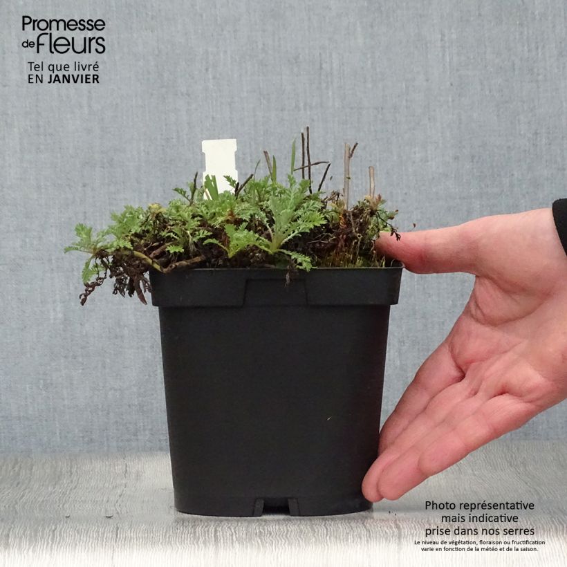 Example of Anthemis tinctoria Sauce Hollandaise - Gele kamille Pot van 2 l/3 l as you get in hiver