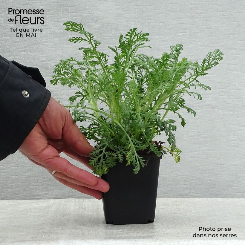 Exemplaar van Anthemis tinctoria Sauce Hollandaise - Gele kamille Kweekpotje van 8/9 cm zoals geleverd in de lente