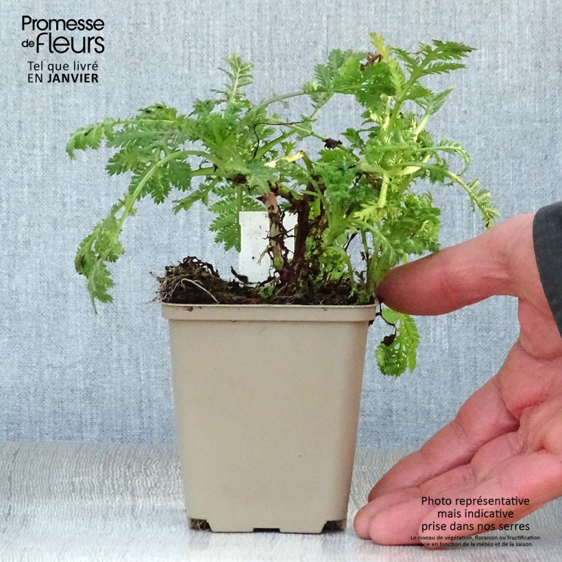 Example of Anthemis tinctoria Wargrave Variety - Camomille des teinturiers Kweekpotje van 8/9 cm as you get in hiver