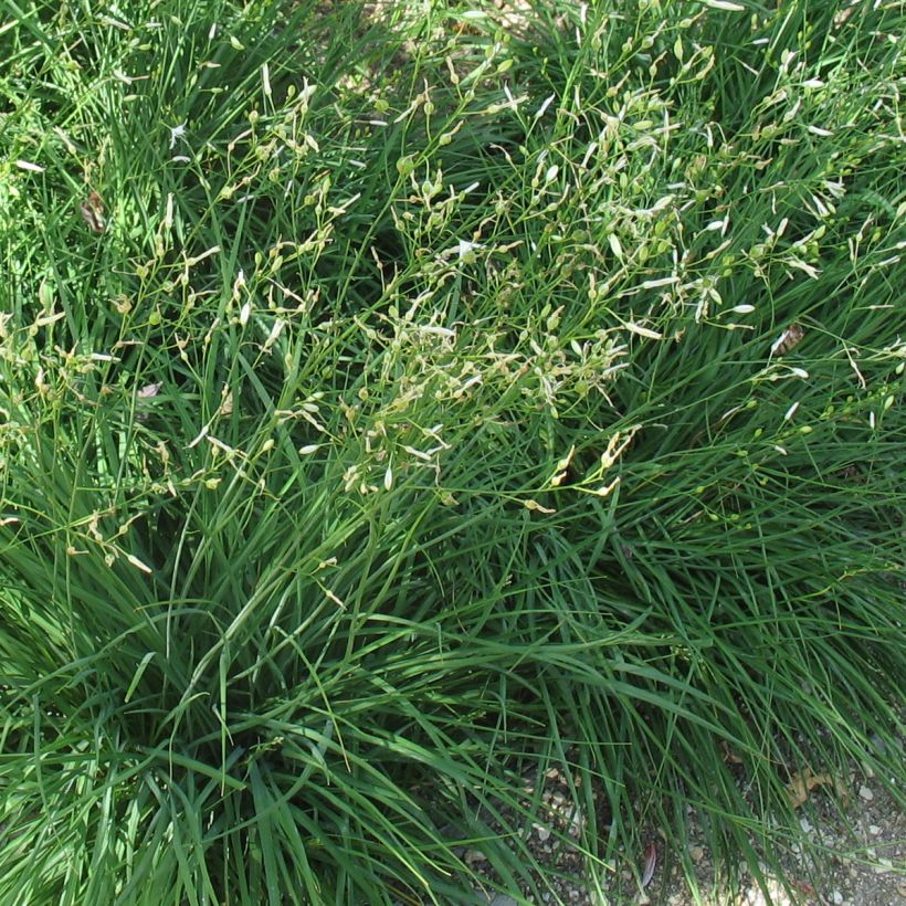 Anthericum ramosum - Vertakte graslelie (Blad)
