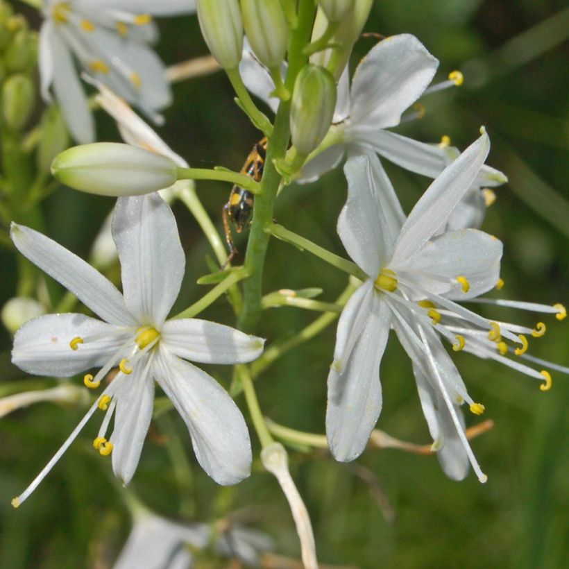 Anthericum ramosum - Vertakte graslelie (Bloei)