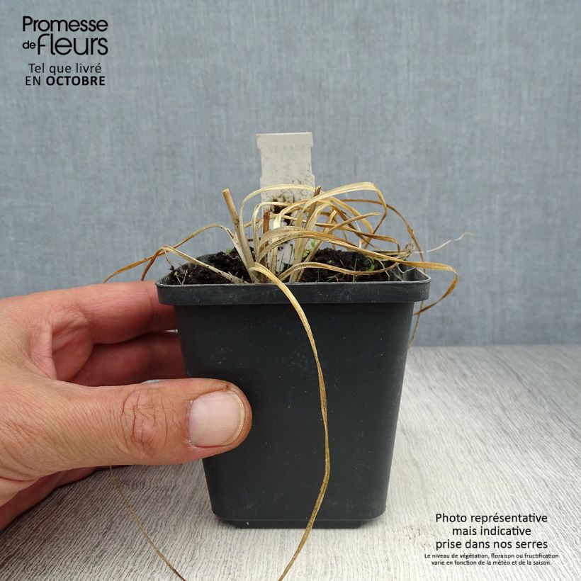Exemplaar van Anthericum ramosum - Vertakte graslelie Kweekpotje van 8/9 cm zoals geleverd in de herfst