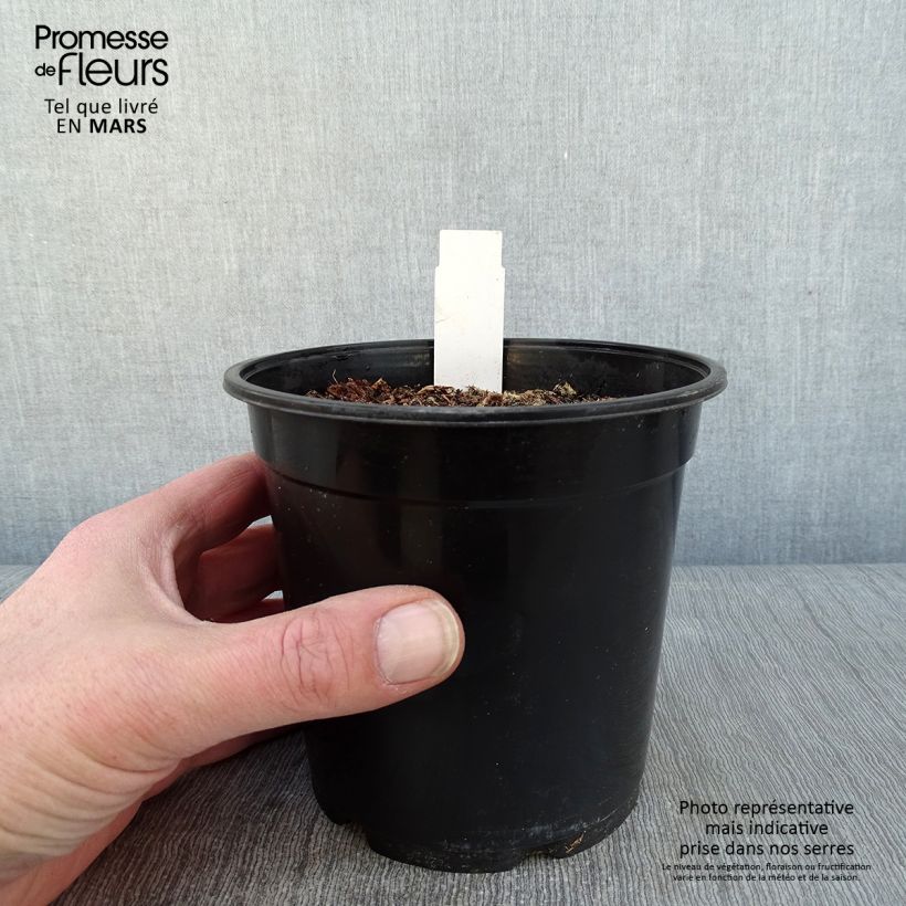 Exemplaar van Anthericum saundersiae Starlight - Graslelie Pot van 1,5 l/2 l zoals geleverd in de winter