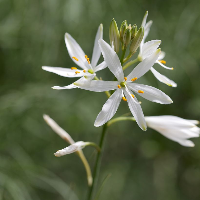 Anthericum liliago - Grote graslelie (Bloei)