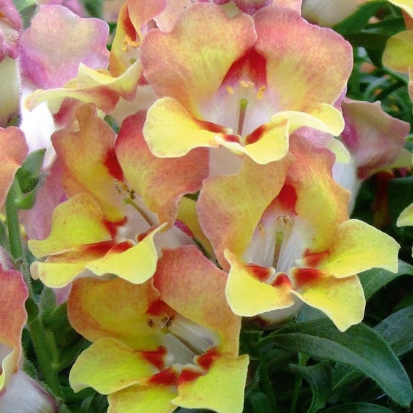 Leeuwenbek Fruit Salad Up Apricot - Antirrhinum (Bloei)