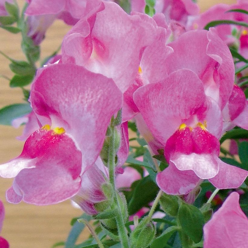 Leeuwenbek Fruit Salad Up Purple - Antirrhinum (Bloei)