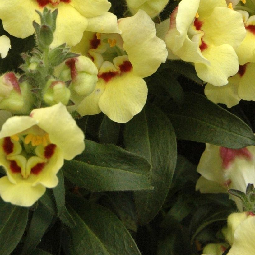 Leeuwenbek Fruit Salad Up Yellow - Antirrhinum (Blad)
