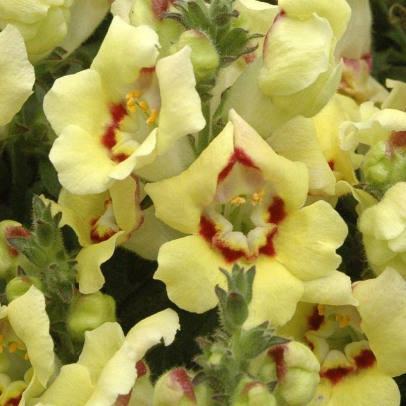 Leeuwenbek Fruit Salad Up Yellow - Antirrhinum (Bloei)