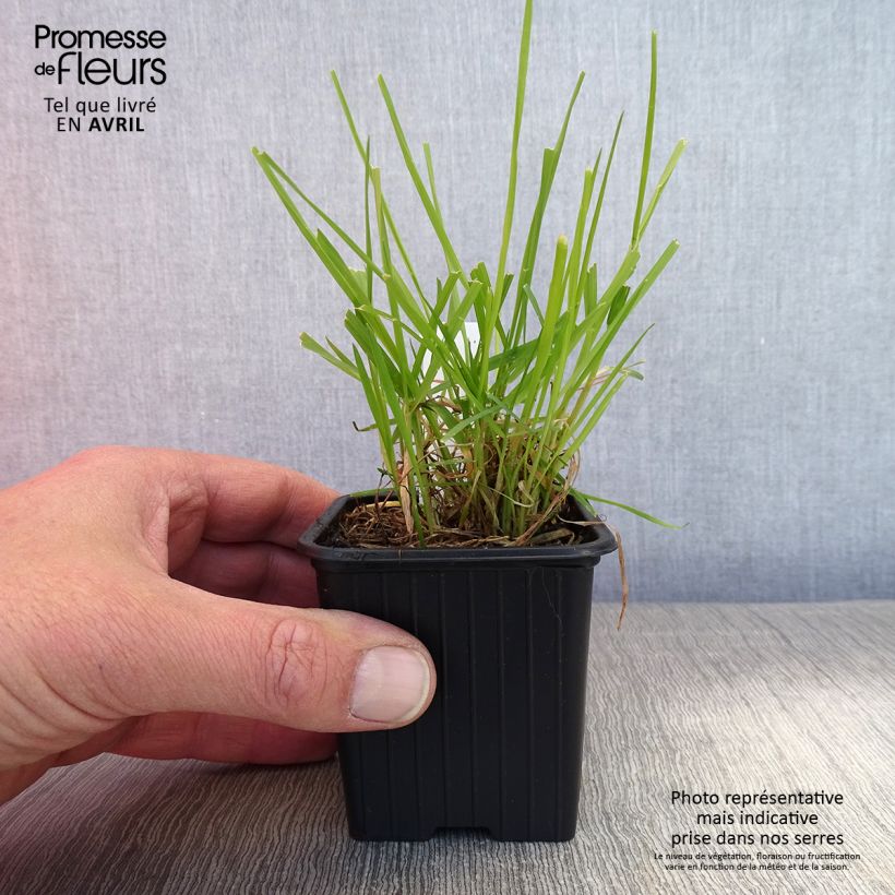 Exemplaar van Anthoxanthum odoratum - Gewoon reukgras Kweekpotje van 8/9 cm zoals geleverd in de lente