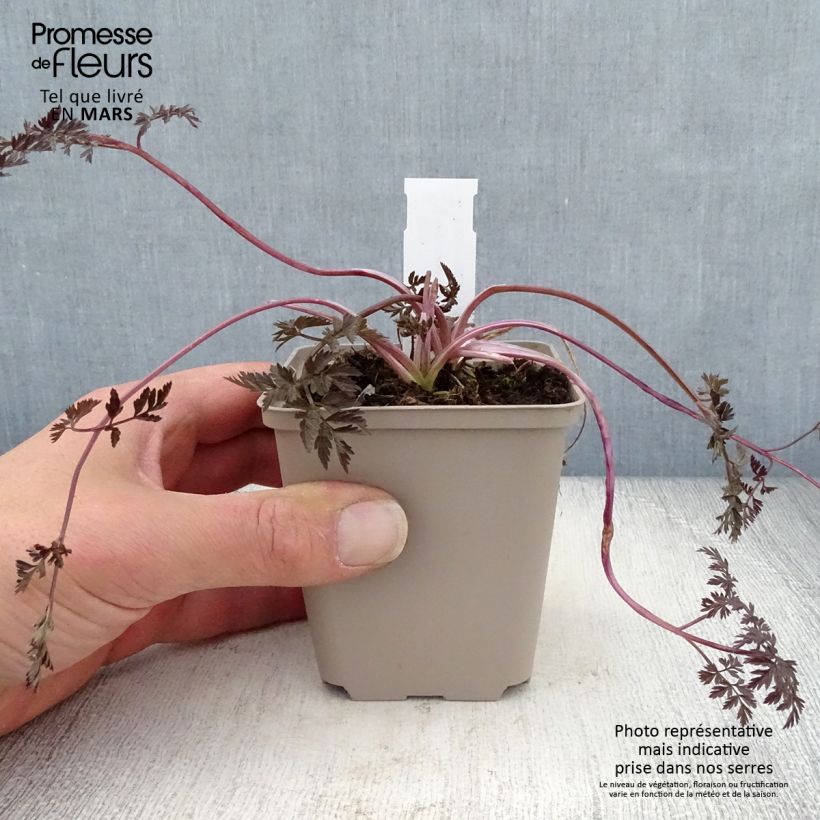 Exemplaar van Anthriscus sylvestris Ravenswing - Fluitenkruid Kweekpotje van 8/9 cm zoals geleverd in de lente