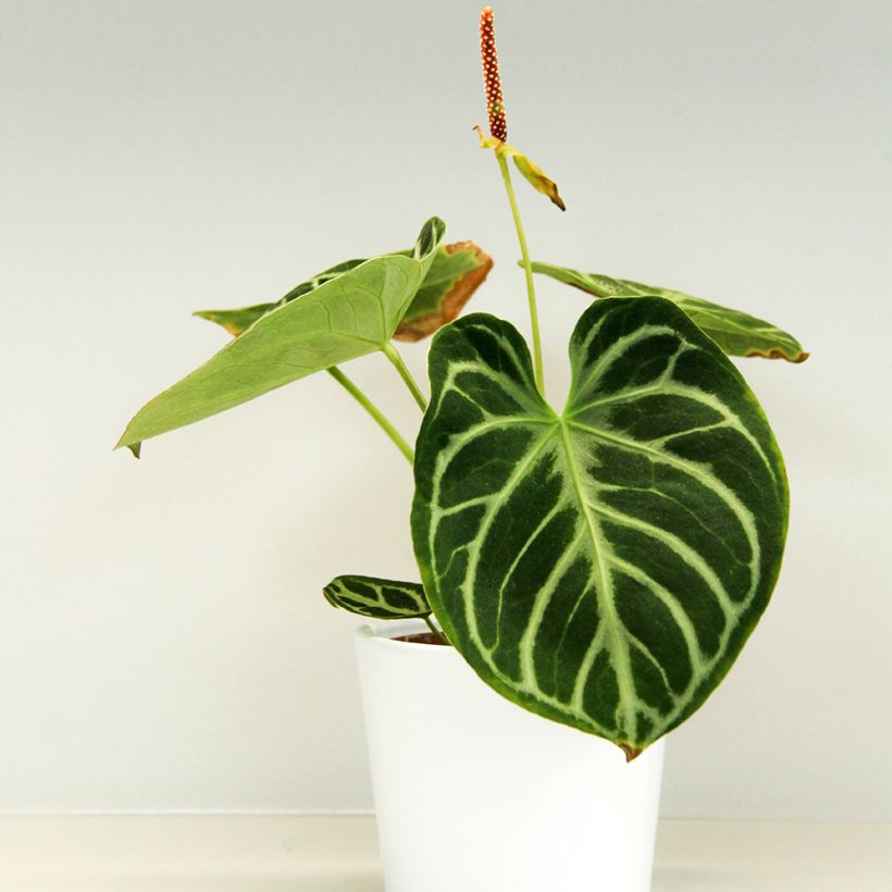 Anthurium Dorayaki - Aderplant (Groeiplaats)