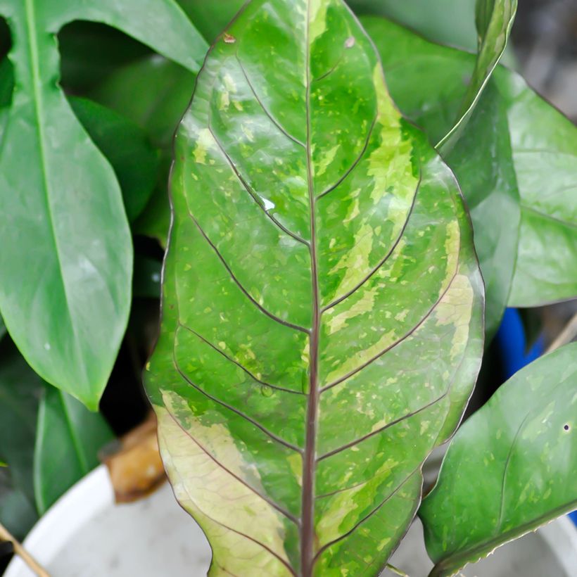 Anthurium Renaissance Variegata - Aderplant (Blad)