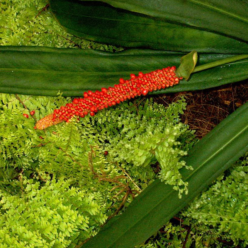Anthurium bakeri - Aderplant (Bloei)