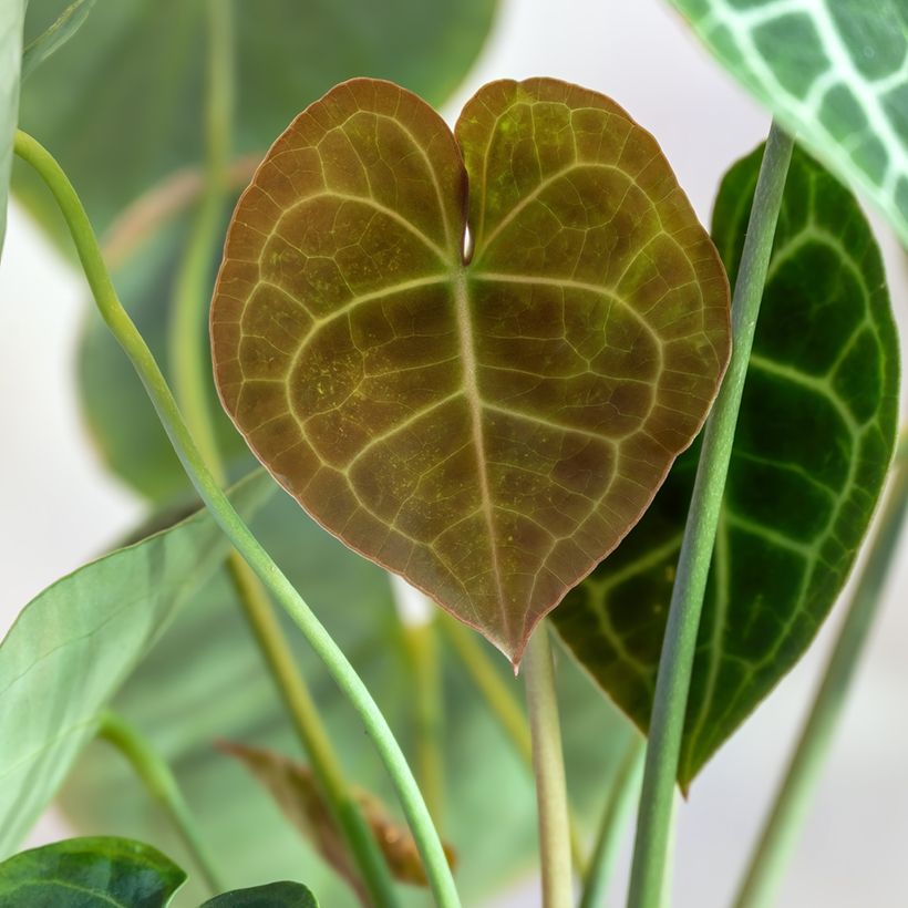 Anthurium clarinervium - Aderplant (Blad)