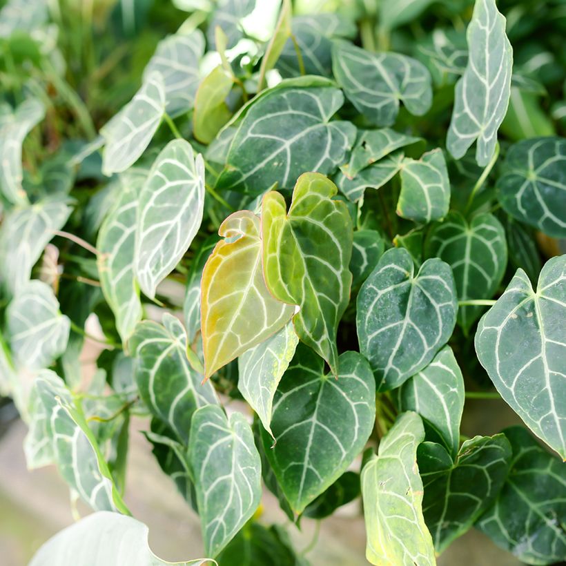 Anthurium crystallinum - Aderplant (Blad)
