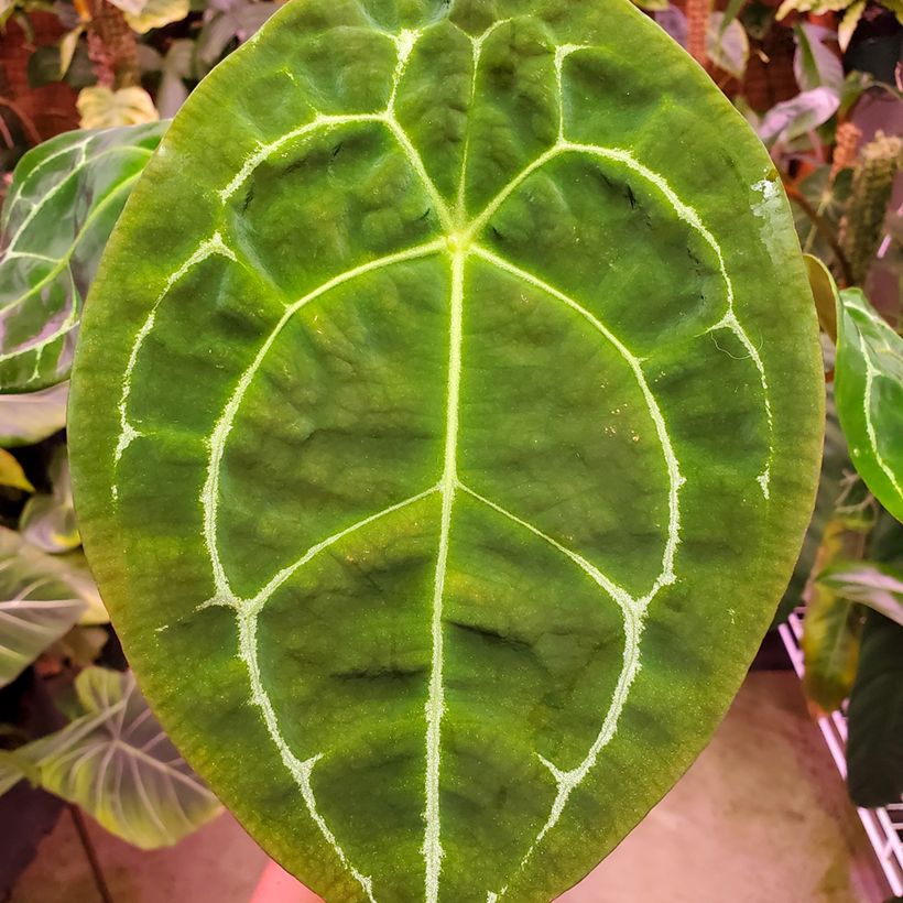 Anthurium forgetii - Aderplant (Blad)