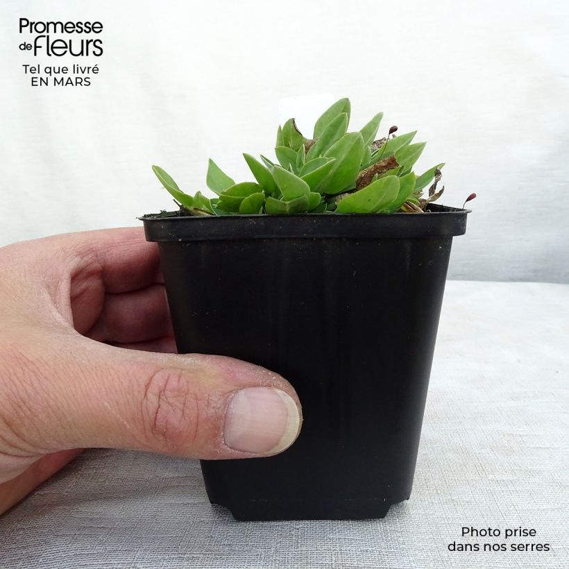 Exemplaar van Anthyllis vulneraria - Wondklaver Kweekpotje van 8/9 cm zoals geleverd in de lente