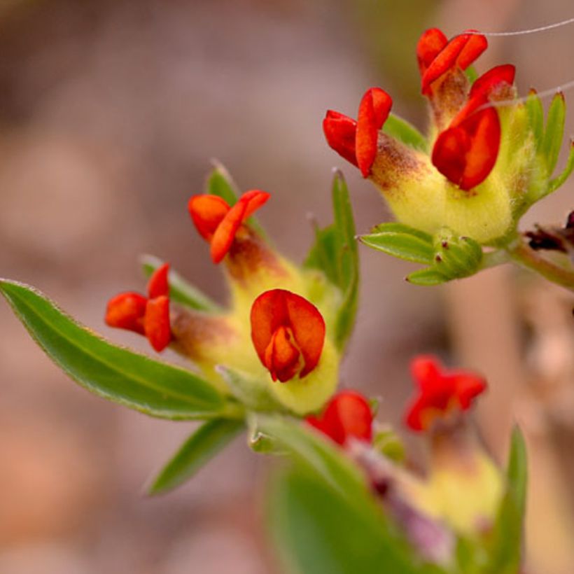 Anthyllis vulneraria var. coccinea - Wondklaver (Flowering)