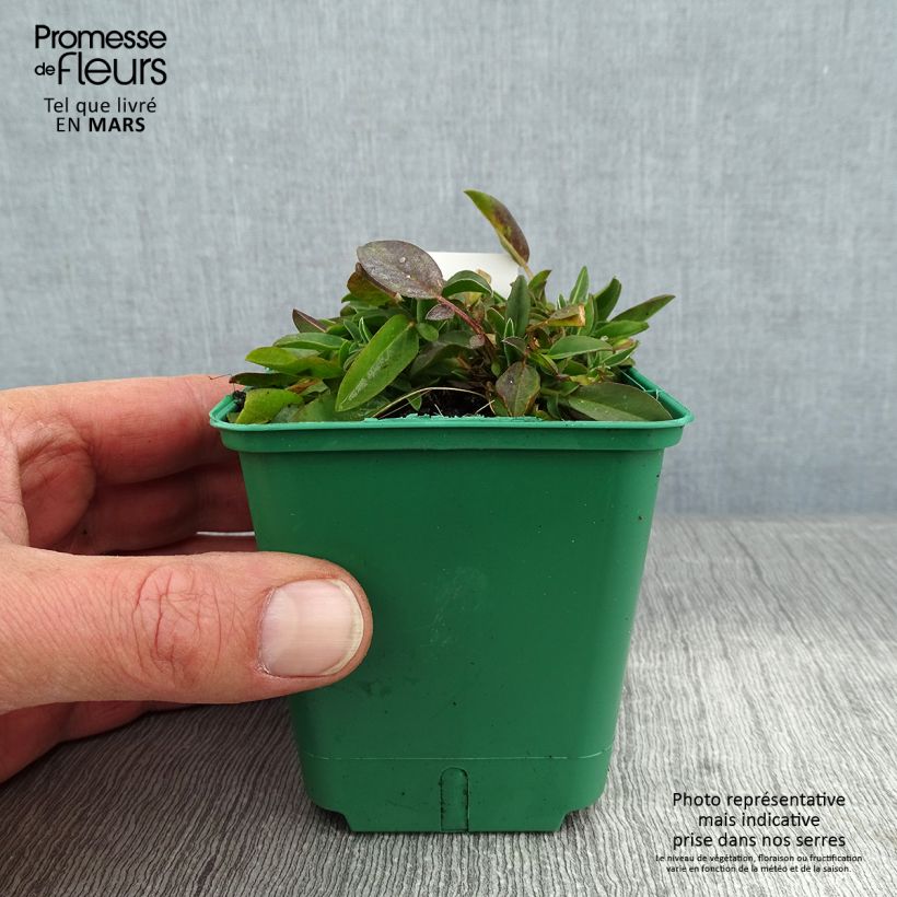 Example of Anthyllis vulneraria var. coccinea - Wondklaver Kweekpotje van 8/9 cm as you get in hiver