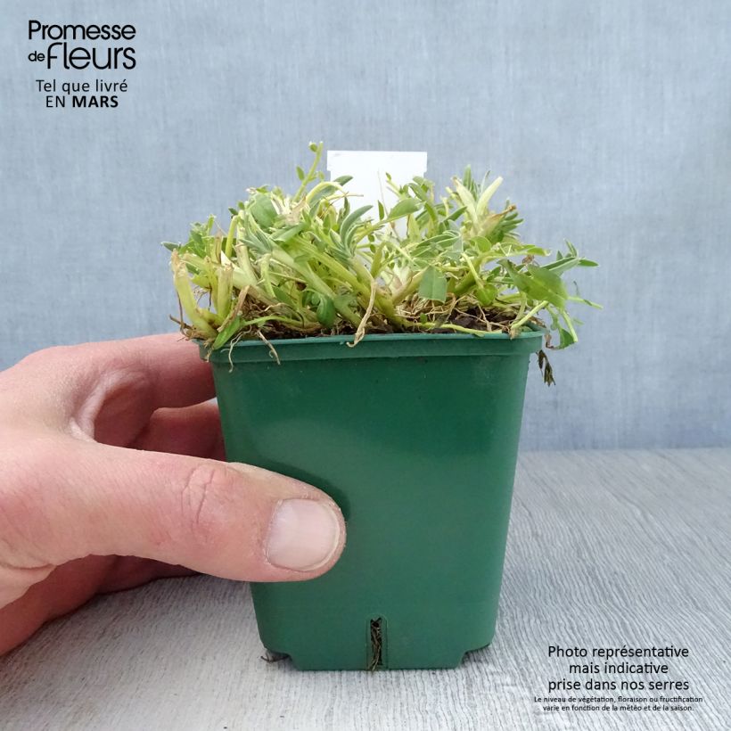 Exemplaar van Anthyllis vulneraria var. coccinea - Wondklaver Kweekpotje van 8/9 cm zoals geleverd in de lente