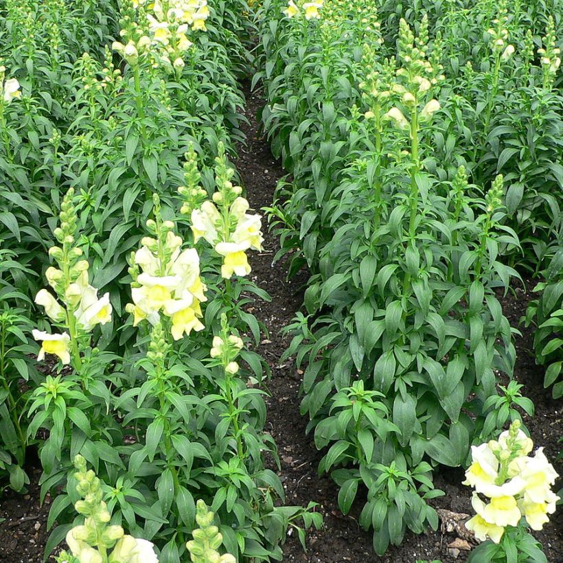 Antirrhinum braun-blanquetii - Leeuwenbek (Groeiplaats)