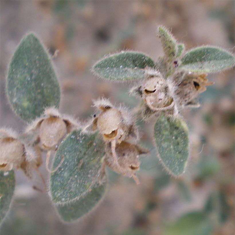 Antirrhinum hispanicum - Spaanse leeuwenbek (Blad)
