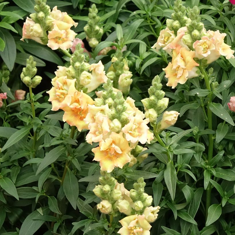 Leeuwenbek Sweet Duet Citrus (zaad) - Antirrhinum majus (Bloei)