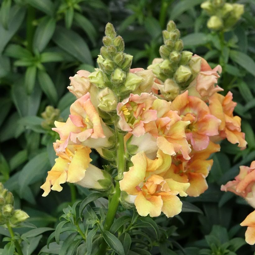 Leeuwenbek Sweet Duet Citrus (zaad) - Antirrhinum majus (Groeiplaats)
