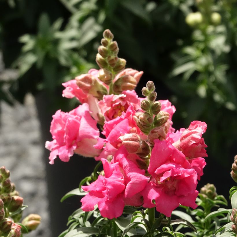 Leeuwenbek Sweet Duet Rose Shades (zaad) - Antirrhinum majus (Bloei)