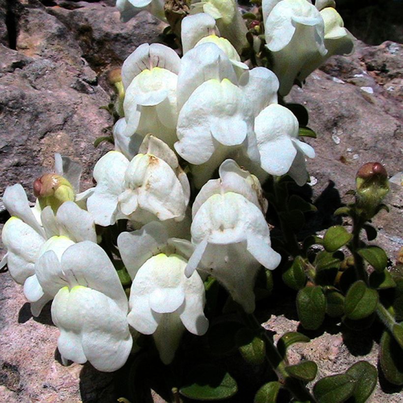 Antirrhinum molle (Bloei)
